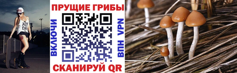 Купить закладки  Давлеканово  Галлюциногенные грибы Psilocybe 